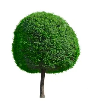 Tree isolated Stock Photos