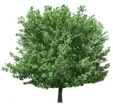 Tree isolated Stock Photos