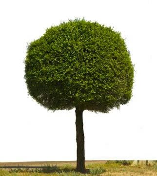 Tree isolated Stock Photos