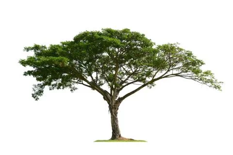 Tree isolated Foto stock