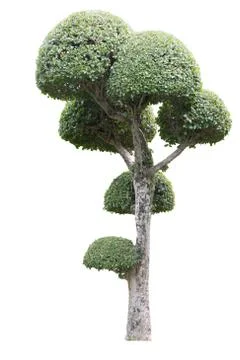 Tree isolated Stock Photos