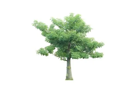 Tree on isolated Stock Photos