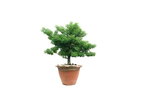 Tree on isolated Stock Photos