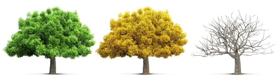 Tree isolated Stock Photos