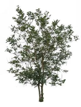 Tree isolated  Stock Photos