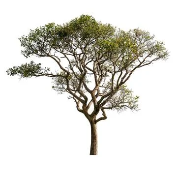 Tree isolated Stock Photos