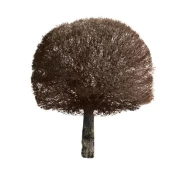 Tree isolated Stock Photos