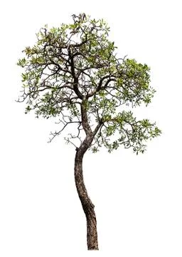 Tree isolated Stock Photos