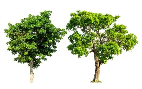 Tree isolated Stock Photos