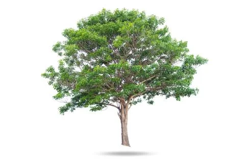 Tree isolated Stock Photos