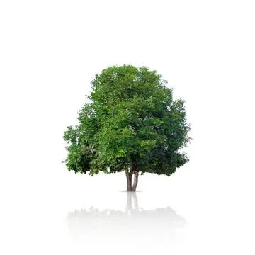 Tree isolated Foto stock