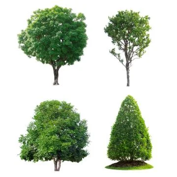Tree isolated Stock Photos