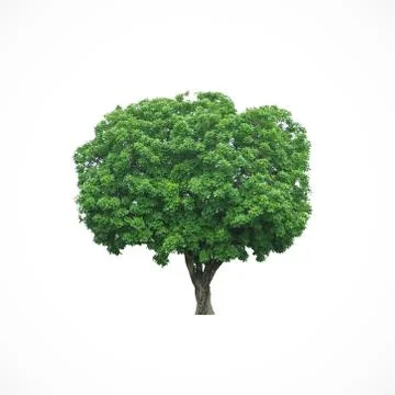 Tree isolated Foto stock