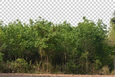 Tree  isolated transparency background.. Stock Photos