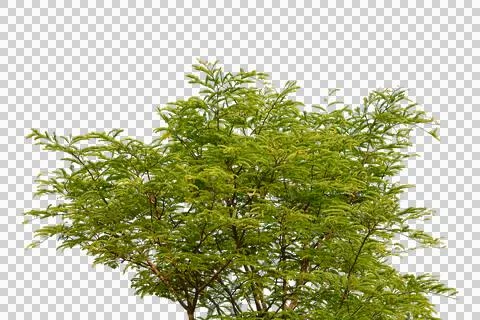 Tree isolated transparency background.. Stock Photos