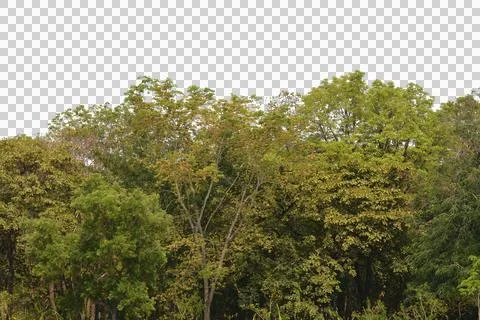 Tree isolated transparency background.. Stock Photos