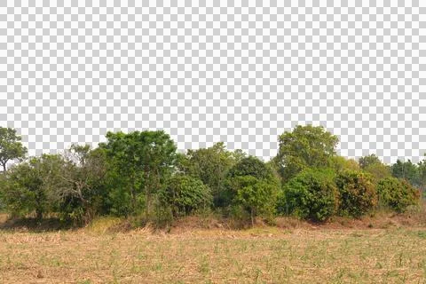 Tree isolated transparency background... Stock Photos