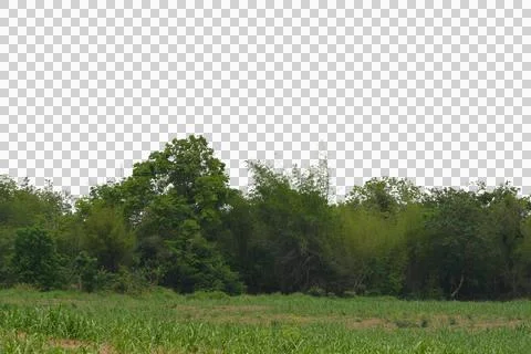 Tree isolated transparency background... Foto stock