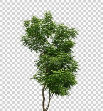 Tree isolated transparency background.. Stock Photos