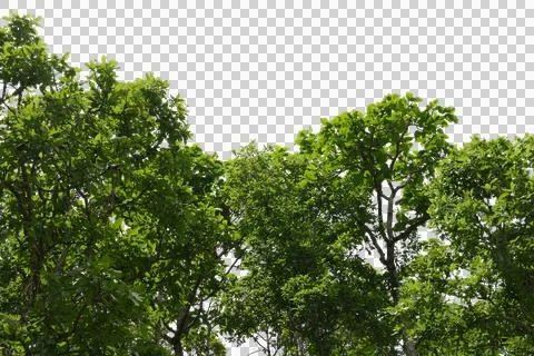 Tree isolated transparency background.. Stock Photos