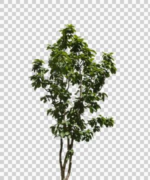 Tree isolated transparency background.. Stock-Fotos