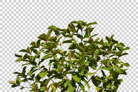 Tree isolated transparency background. Stock Photos