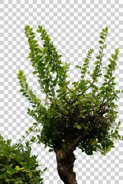  Tree isolated on a transparent background, clipping path included for easy sele Stock Photos