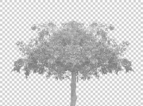 Tree isolated on a transparent background, a single green oak tree with lush Foto stock