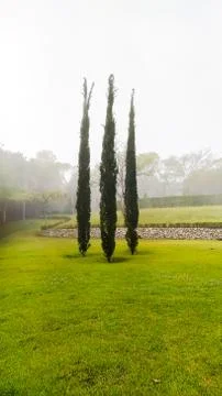 Tree isolated trees in a grass fileld. Calm and serene image Stock Photos