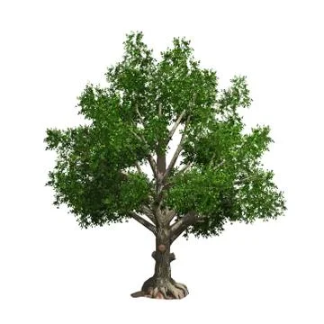 Tree isolated. Vector illustration Stock Illustration