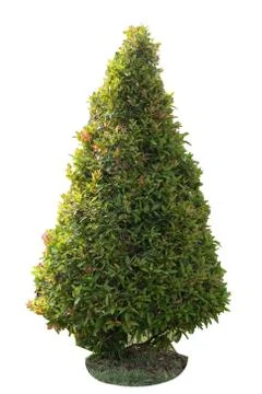 Tree isolated on white and background with clipping path Stock Photos