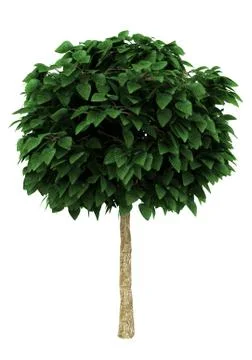 Tree isolated on white background with clipping path Stock Illustration