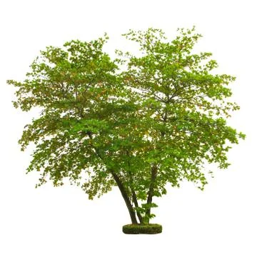 Tree isolated on white background with clipping path Stock Photos
