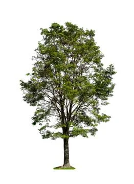 Tree isolated on white background with clipping path Stock Photos