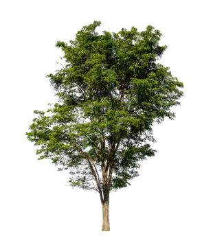Tree isolated on white background with clipping path Stock Photos