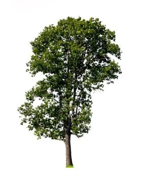 Tree isolated on white background with clipping path Stock Photos
