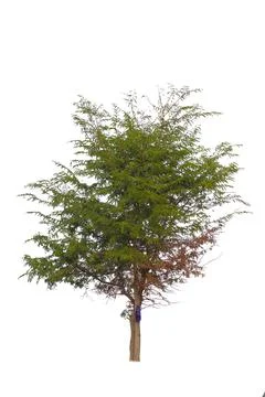 Tree isolated on a white background with clipping path. Stock Photos