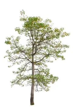 Tree isolated on a white background with clipping path. Stock Photos