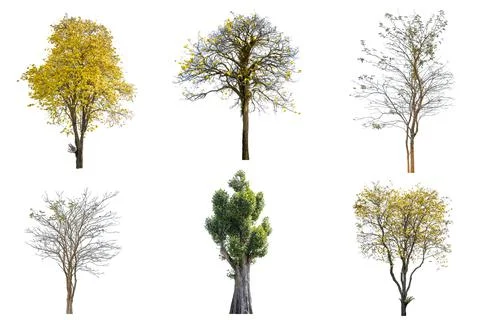 Tree isolated on white background, collections tree isolated, tree object Stock Photos