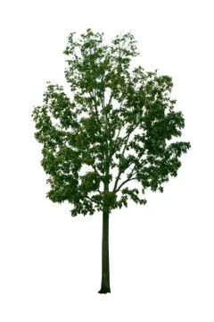 Tree isolated from the white background decorated Web. Stock Photos