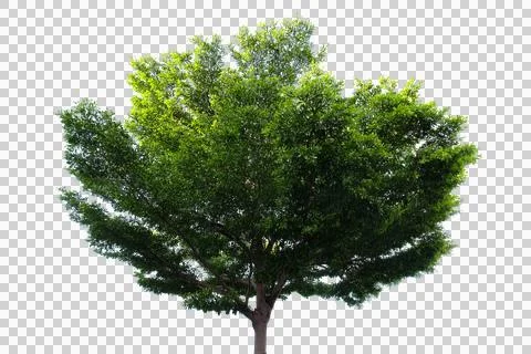 Tree isolated on white background, green tree isolated on white background. Stock Photos