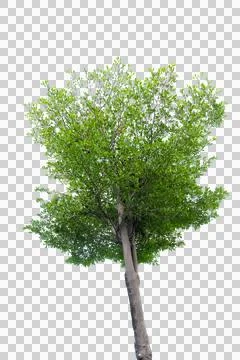 Tree isolated on white background, green tree isolated on white background. 库存照片