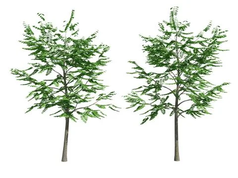 Tree isolated on white background Stock Illustration