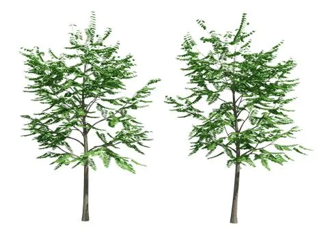 Tree isolated on white background Illustrazione stock