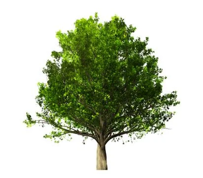 Tree isolated on white background Stock Illustration