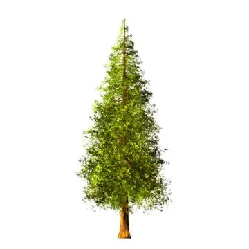Tree isolated on white background Stock Illustration