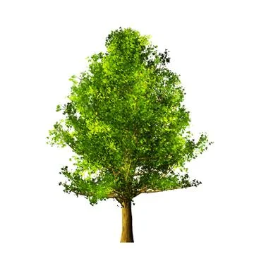 Tree isolated on white background Stock Illustration