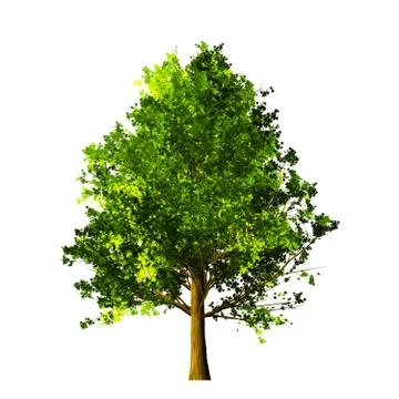 Tree isolated on white background Stock Illustration