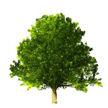 Tree isolated on white background Stock Illustration