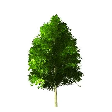 Tree isolated on white background Stock Illustration